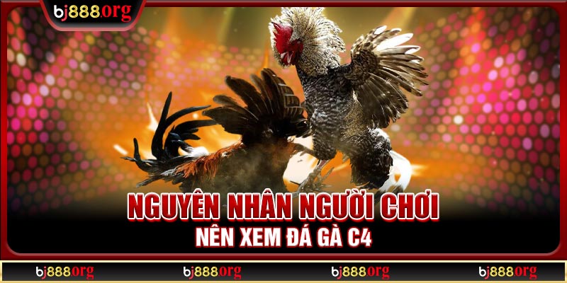 Nguyên nhân người chơi nên xem đá gà C4